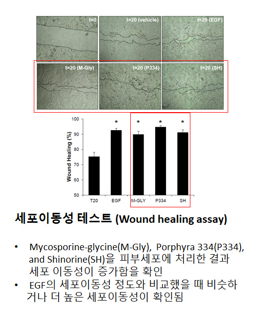 논문