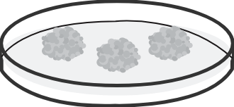 Plant Cell Line